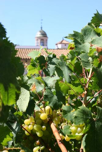 Malvasia 1